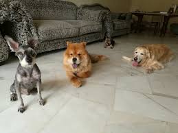 Dogbuddy is an app to help you find reliable home dog boarding, doggy day care and walking from a dog sitter near you. 10 Home Boarding Services For Your Pets That Are Based In Klang Valley