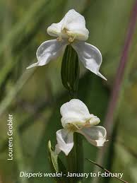 Image result for Disperis