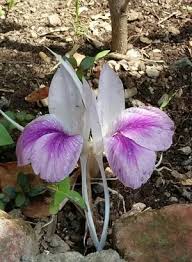 Image result for Kaempferia