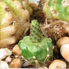 Different types of catcuts work differently with different techniques. Sulcorebutia Rauschii Grafting With Echinopsis Calochlora Cactus Stock Photo Picture And Royalty Free Image Image 111402179