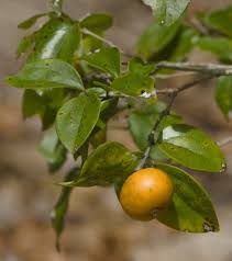 Image result for Strychnos lucens