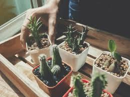 Lo cierto es que sí, por lo que. Como Cuidar Un Cactus Pequeno Como Cuidar Cactus Cactus Tipos De Cactus