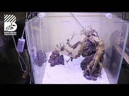 Review Project 18 Bonsai Aquascape Tank 30cm Youtube