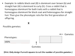 Dihybrid crosses practice name period in rabbits grey dihybrid cross worksheet science biology genetics showme dihybrid hd youtubebestseller: Ppt Hw 68 Practice With Punnett Squares Worksheet 4 Skip Warm Up Powerpoint Presentation Id 2775994
