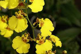 Yellow Oncidium Orchid Yellow Orchid Oncidium Orchids Orchid Wallpaper
