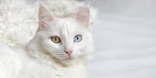 Biasanya, bulu kucing akan gugur jika mempunyai kutu. Bukan Hanya Menggemaskan Ini 5 Fakta Unik Bulu Kucing Merdeka Com