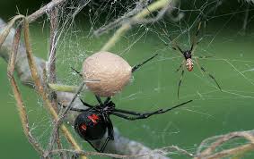 This is the reason why we seek to help you out. Black Widow Spider Identification A Guide To Spider Control