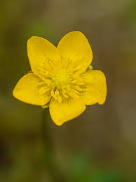 5 / 5 2 мнений. Butterblume Oder Scharfer Hahnefuss Makrotreff
