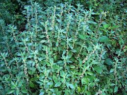 Image result for Parietaria