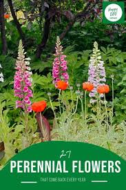 27 Perennial Flowers That Come Back Every Year Happy Diy Home