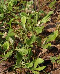 Image result for Calostephane divaricata