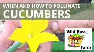 Image result for how to self pollinate cucumbers
