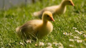 Itik adalah sejenis bebek dalam bahasa jawa itik disebut bebek ada yang menyebutnya sebagai bebek kacang. Mengenal 5 Jenis Itik Terbaik Yang Cocok Untuk Dibudidayakan Star Farm International