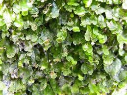 Image result for Didymoglossum