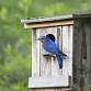 House Hunters: Bluebird Edition