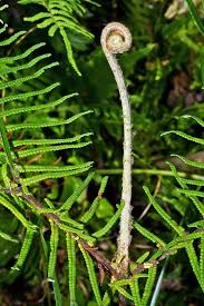 Image result for Gleichenia elongata