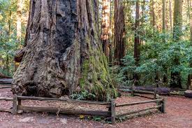 The rv park is 20 spaces and caters to extended stays of a month or longer. Redwood Love Celebrating The Resilient Redwoods Of Santa Cruz County Visit Santa Cruz County