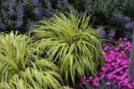 Lawn & garden / plants & planters / plants, bulbs & seeds / ornamental grasses; Best Ornamental Grasses