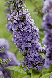 Image result for Buddleja pulchella