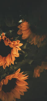 Screen Savers Iphone Art Phone Backgrounds 45 Ideas Nature Iphone Wallpaper Sunflower Wallpaper Screen Savers Wallpapers