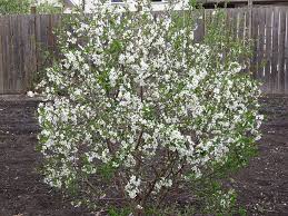 The sand cherry bush (prunus besseyi) is a deciduous shrub desirable for its small but fragrant white flowers, deep green leaves and purple or blue, edible fruit. My Romance Series Cherries General Fruit Growing Growing Fruit