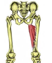 We did not find results for: Hip Groin Muscles Teachpe Com