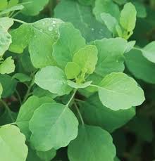 Papalo Johnny S Selected Seeds Herb Seeds Herb Garden Rare Seeds