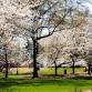 Irmo Cherry Blossom Festival event image