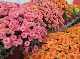 Yarrow tends to die out in the center of. Best Perennials For Fall Hgtv