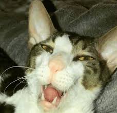 10 cat and dog puns shout out to all animal lovers. Https Encrypted Tbn0 Gstatic Com Images Q Tbn And9gcsj9soiifen7gb8mpviarcoi8jrjjtriza Ew Usqp Cau