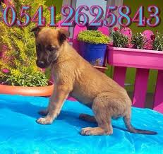 Malinois Yavrulari Belcika Malinois Malinois Belcika