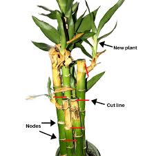 Besides, lucky bamboo turns yellow due to lack of light, lack of nutrients, and low humidity. Why Your Lucky Bamboo Plant Is Turning Yellow And How To Save It Plant My Home