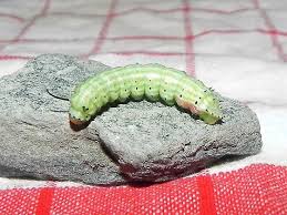 Most likely your caterpillar is a species of the family sphingidae, known as the sphinx moths (also hawk or hummingbird moths, caterpillars known as hornworms). Green Smooth Caterpillar With Black Antennae And Small Black Spikes On Tail End Dryocampa Rubicunda Bugguide Net