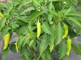 Aptly named, 'banana supreme' produces larger, earlier there are several reasons to prune vegetable plants: How To Grow Banana Pepper Care And Growing Banana Peppers