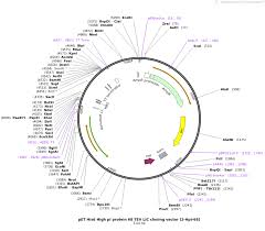 Protein sets from fully sequenced genomes. Addgene Pet His6 High Pi Protein 68 Tev Lic Cloning Vector 2 Hpi 68