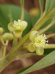 Image result for Lauraceae