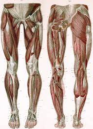 More commonly referred to as the 'quads,' no workout is complete without at least some the quadriceps are the muscles at the front of the thigh, which act as the extensors of the leg. Leg Muscle Anatomy Function Diagrams Leg Muscles Tendons Video Lesson Transcript Study Com