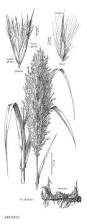 Image result for Arundo donax
