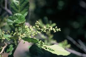 Image result for Searsia tenuinervis