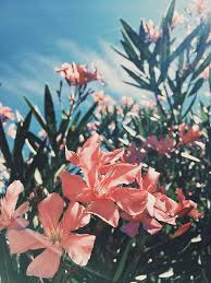Pin By Katelyn On Aesthetics Flower Aesthetic Flower Backgrounds Aesthetic Wallpapers