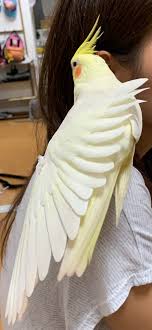 オカメインコ ブリーダー