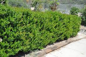 Image result for Ligustrum