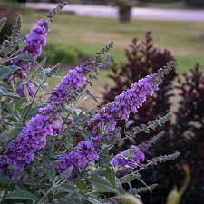 Buddleia Lavender Cupcake Pp28221 Walters Gardens Inc