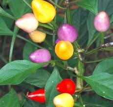 Where did the bolivian rainbow pepper come from? Bolivian Rainbow Pepper Tomato Growers Supply Company