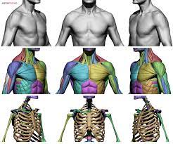 630 anatomical structures of the upper limb (pectoral girdle, shoulder, arm, elbow, forearm, wrist diagram of the heart, lungs and upper torso. Male Body Reference Anatomy 360