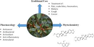 Image result for Zanthoxylum usambarense