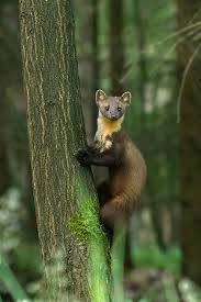 Martes Martes Forum Fur Naturfotografen Wilde Tiere Seltene Tiere Susseste Haustiere