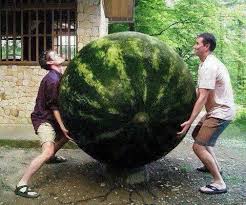 Sandia Gigante Frutas Exoticas Fruta Extrana Semillas De Tomate