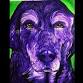 Paint Your Pet @ Bluegrass Vineyard