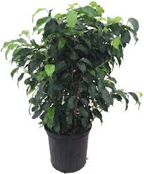 Most of these plants need a minimum amount of light moisture, but some of them require regular watering. Amazon Com Wintergreen Weeping Fig Tree Ficus Great Indoor Tree For Low Light 8 Pot Kitchen Dining